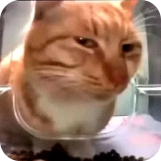 🤳 cee7f730 chat, animal de compagnie, animal, chat tigré roux, chat domestique telegram sticker