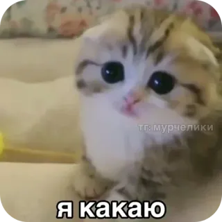 🐱 d635bc23 Я какаю chat, chaton, mignon, animal, animal de compagnie telegram sticker