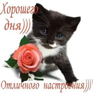🌞 d6409ecc Хорошего дня))
Отличного настроения)) chat, chaton, fleur, rose, salutation, bonne journée, bonne humeur telegram sticker