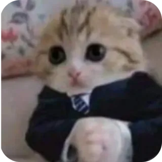 🐱 d6b5afad chat, chaton, costume, cravate, affaires, formel, mignon, animal telegram sticker