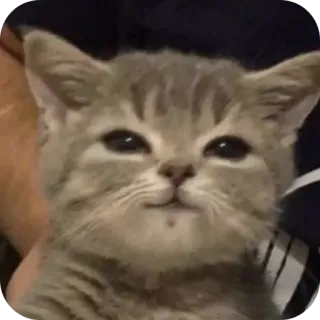 🐱 daf5b5ad chat, chaton, animal, animal de compagnie, mignon, félin, chat domestique telegram sticker