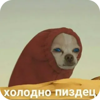 🐱 e00694be холодно пиздец chien, mème, froid, hiver, chihuahua, sweat à capuche telegram sticker