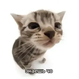 🐱 e1d5565f знаешь чо chat, chaton, russe, texte telegram sticker