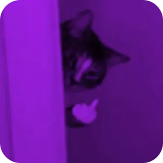 🐱 e325de17 chat, doigt d'honneur, offensant, impoli, animal telegram sticker