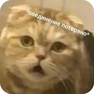 🤲 f676a24c *соединение потеряно* chat, russe, mème, internet, connexion perdue, animal, animal de compagnie telegram sticker