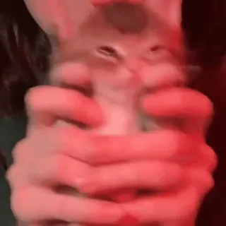 😺 f73e29a1 chaton, chat, animal de compagnie, animal, mignon, animal domestique telegram sticker