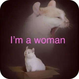🐱 f8707ce1 I'm a woman chat, femme, drôle, mème telegram sticker