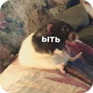 🐶 fcb71660 ыть rat, animal, animal de compagnie, rongeur telegram sticker
