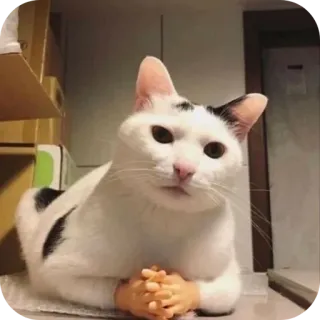 🐱 ffeb9431 chat, drôle, animaux, mème, mignon, animal de compagnie, humour telegram sticker