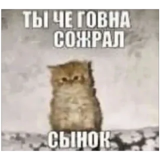 🐈 0aad8a52 ТЫ ЧЕ ГОВНА СОЖРАЛ СЫНОК кот, мем, животное, смешной, русский telegram sticker