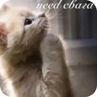 🐱 348486a9 need свага кот, котёнок, милый, мем, русский, свэг telegram sticker