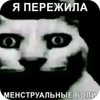 🐱 4ad7fd19 Я ПЕРЕЖИЛА МЕНСТРУАЛЬНЫЕ БОЛИ мем, кот, смешно, менструальная боль, страдание, пережила telegram sticker