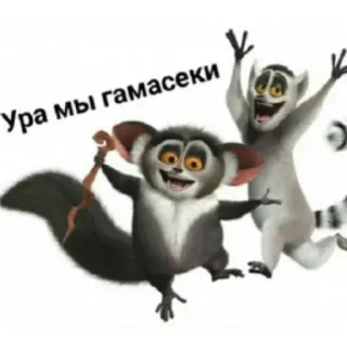 🐦 6b46e0a4 Ура Мы гамасеки животные, лемуры, мультфильм, мадагаскар, анимированный telegram sticker