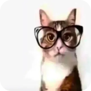 🥸 6f70b1e9 кот, очки, животное, питомец, милый, смешной telegram sticker