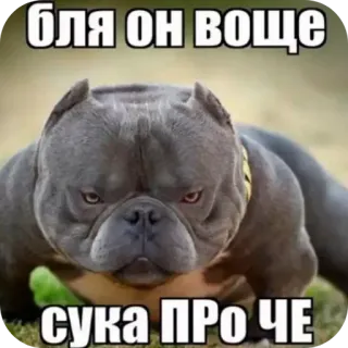 🐶 7c89e7cb бля он воще
сука про че собака, булли, мем, обидный, русский telegram sticker