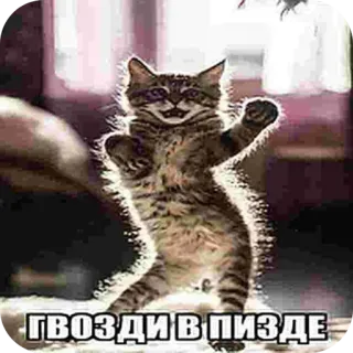 🐱 adddac9f ГВОЗДИ В ПИЗДЕ кот, обидный, животное, смешной telegram sticker