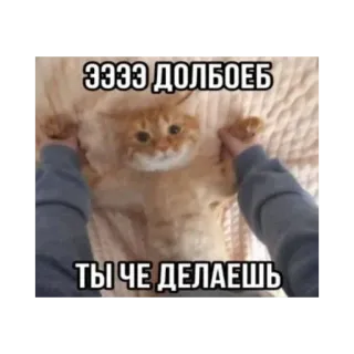 🐱 beae952c Ээээ долбоеб
Ты че делаешь кот, мем, русский, оскорбительный telegram sticker