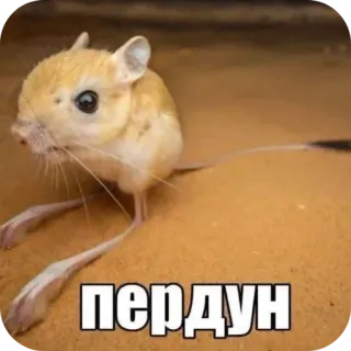 🐹 c38de615 пердун тушканчик, грызун, пустыня, животное, милый, мем telegram sticker