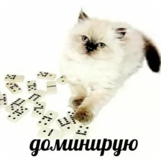 🐱 f9bdaa92 доминирую кот, домино, милый, смешной, котёнок, русский, текст telegram sticker