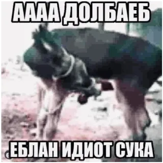🐴 fcdd25cc АААА ДОЛБАЕБ
ЕБЛАН ИДИОТ СУКА оскорбление, оскорбительное слово, оскорбительный, русский, текст telegram sticker