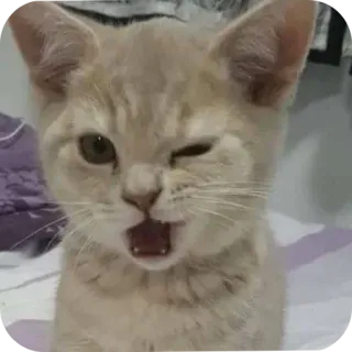 🌟 0d1a07d2 gato, gatito, animal, lindo, mascota, animal doméstico telegram sticker