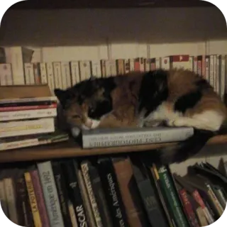 🌟 2abe5248 gato, libros, estante, mascota, animal doméstico telegram sticker