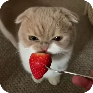 🌟 3f7fa5ce gato, fresa, animal, lindo, mascota, comida, gatito, dulce telegram sticker