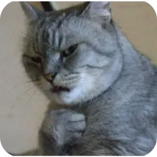 🌟 5a423dff gato, animal, gato gris, mascota, animal doméstico, gato sonriendo telegram sticker