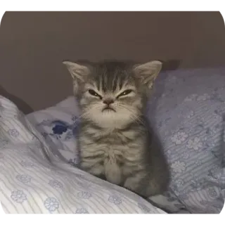 🌟 75b88d6a gato, gatito, enojado, gruñón, mascota, animal, lindo telegram sticker