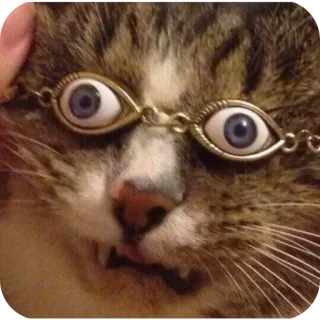🌟 7876bc9f gato, gafas de ojos, mascota, animal, divertido, raro, ojos saltones, gatito telegram sticker