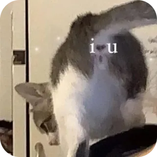 🌟 823b0a9b i u gato, animal, mascota, gracioso, meme, espalda, lindo telegram sticker