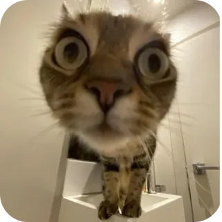 🌟 a3417158 gato, animal, mascota, gracioso, gran angular, primer plano, gato doméstico telegram sticker