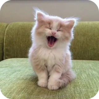 🌟 c2daaa92 gato, gatito, bostezando, lindo, animal, mascota, esponjoso telegram sticker