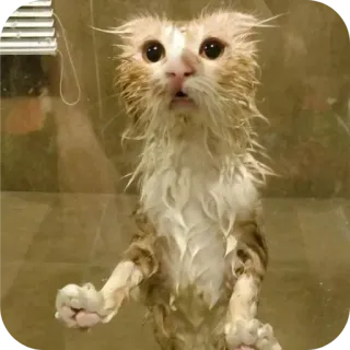 🌟 f21a13da gato, gato mojado, gatito, animal, mascota, ducha, baño, divertido telegram sticker