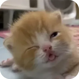 🌟 f6d0a1e9 gatito, gato, animal, lindo, mascota, naranja, lengua telegram sticker