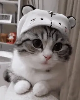 🌟 0b3021e4 cat, kitten, cute, animal, pet, domestic cat, tiger hat whatsapp sticker