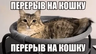 🌟 406d05e3 ПЕРЕРЫВ НА КОШКУ cat, break, animal, pet, resting, funny whatsapp sticker
