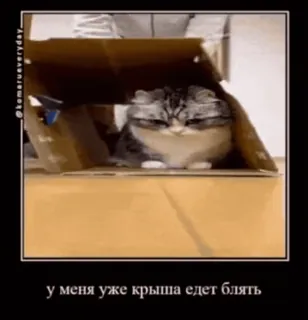 🌟 cca21cc1 у меня уже крыша едет блять cat, box, funny, meme, pet, animal whatsapp sticker