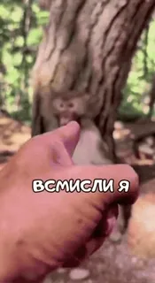🌟 e76ee904 всмысли я monkey, forest, text, nature, animal, tree whatsapp sticker