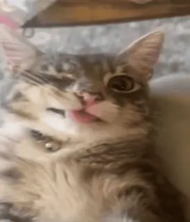 🌟 fd69e3d9 cat, animal, pet, domestic cat, cute, funny whatsapp sticker