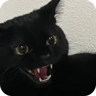 👹 32baae21 кот, черный кот, злой, зубы, шипящий, животное telegram sticker