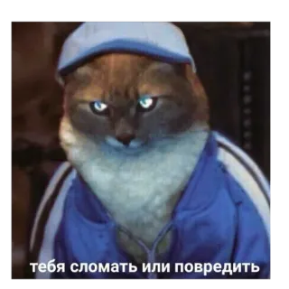 🤬 4077c4f6 тебя сломать или повредить кот, мем, русский, угроза, смешной, животное, стикер telegram sticker