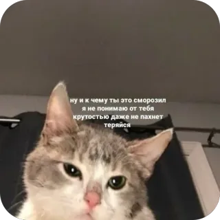 🗿 44b3df3c ну и к чему ты это сморозил
я не понимаю от тебя
крутостью даже не пахнет
теряйся кот, животное, мем, питомец, смешной, русский telegram sticker