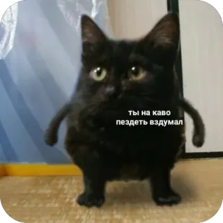 🐱 6fe073f2 ты на каво пиздеть вздумал кот, мем, животное, смешной, обидный, русский telegram sticker