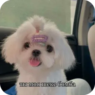 ❤ ce735804 ТЫ МОЯ ШЕКС БОМБА собака, домашнее животное, милый, щенок, животное, стикер, мальтийская болонка telegram sticker