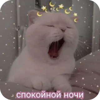 😴 e13bc9a8 спокойной ночи кот, спокойной ночи, сон, животное, милый, луна, звезды telegram sticker