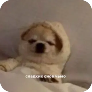 😴 e6857f7c сладких снов чьмо собака, милый, сонный, животное, питомец, чихуахуа telegram sticker
