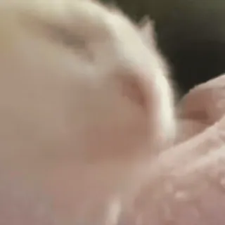 😸 114eb876 토끼, 애완 동물, 동물, 귀여운, 포유류 whatsapp sticker