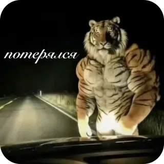🫥 7138a20e потерялся tiger, animal, muscle, meme, lost telegram sticker