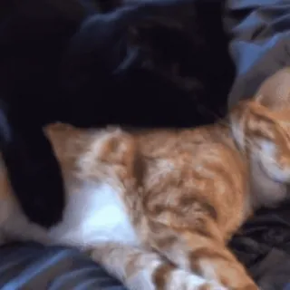 😽 625d28e9 koty, zwierzęta domowe, zwierzęta, pomarańczowy kot, czarny kot telegram sticker